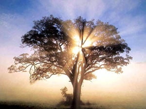 tree